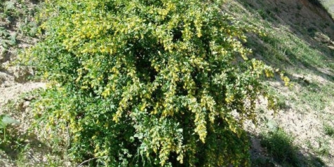 Ukrasno drveće i grmlje: žutika s cijelom ivicom (berberis integerrima